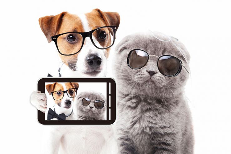dog&cat&camera.jpg
